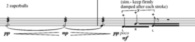 CLOUD-POLYPHONIES - MVT III BUFFALO DE JAMES WOOD (page 49) © James Wood. Reproduit avec l’aimable autorisation du compositeur